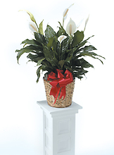 Plant, Peace Lilly