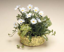 Basket of Green and Daisy\'s