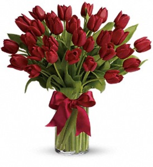 Red Tulips