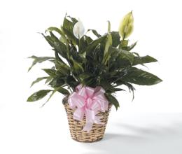 Green Plant, Peace Lilly